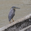 J01_1300 Striated Heron